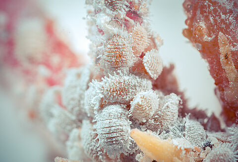 Ψευδόκοκκος των εσπεριδοειδών