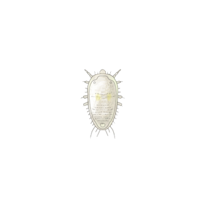 Greenhouse whitefly Trialeurodes vaporariorum first instar larva