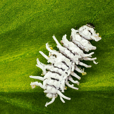 Crypolaemus montrouzeri στάδιο νύμφης
