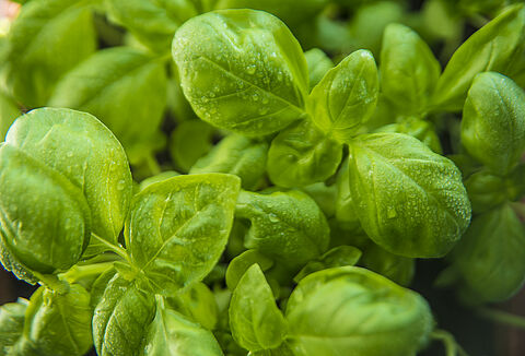 Αρωματικά φυτά