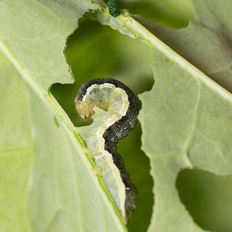 Cabbage moth Mamestra brassicae Larva