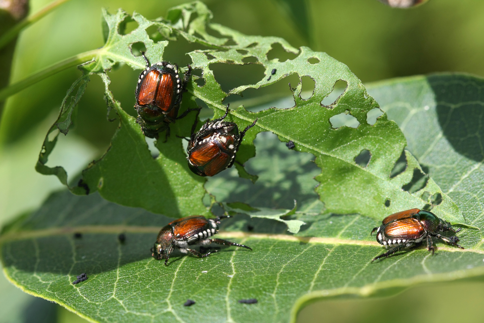 Japanese Beetles Popillia japonica eating from leaves