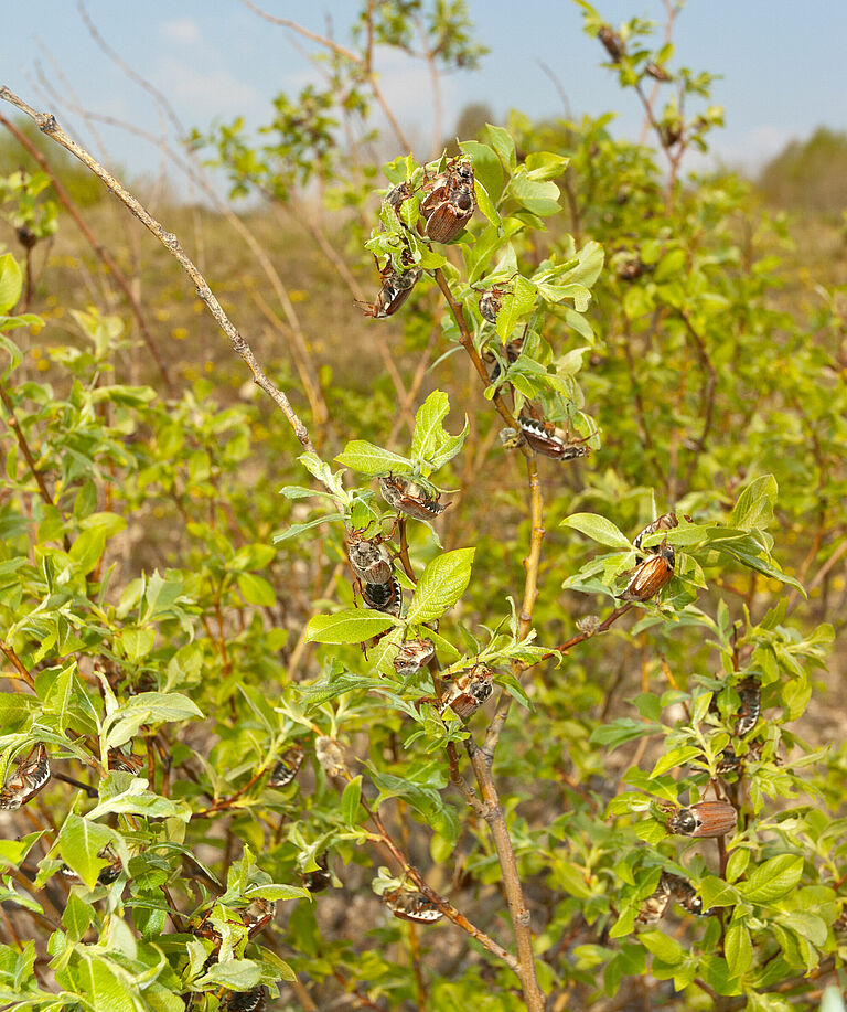 Damage caused by White grub cockchafer Melolontha melolontha