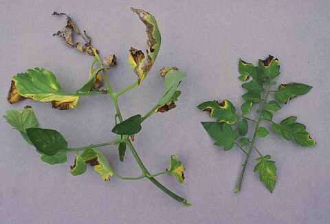 Βακτηριακό έλκος της τομάτας