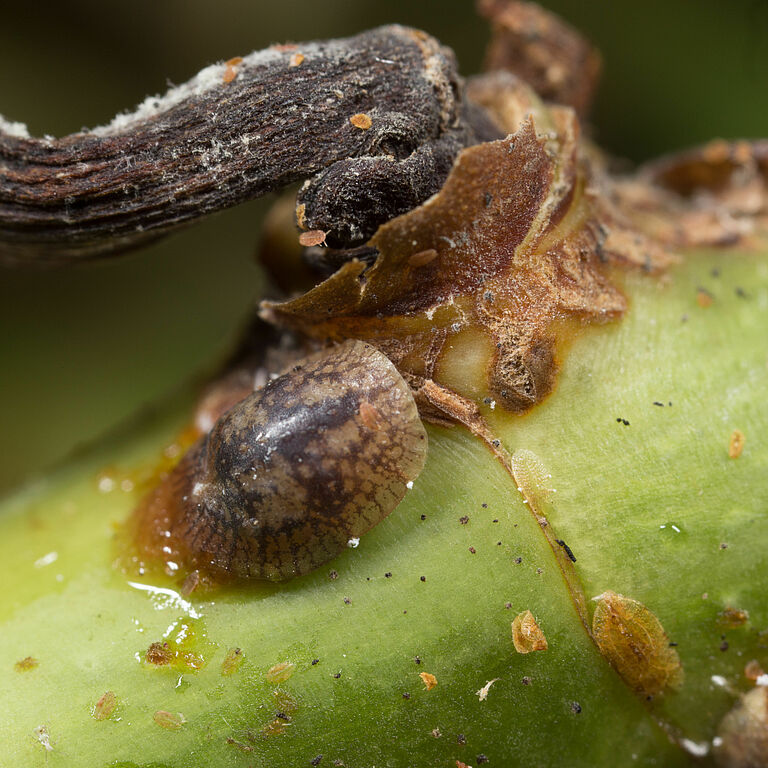 Brown soft scale Coccus hesperidum on Rose plant