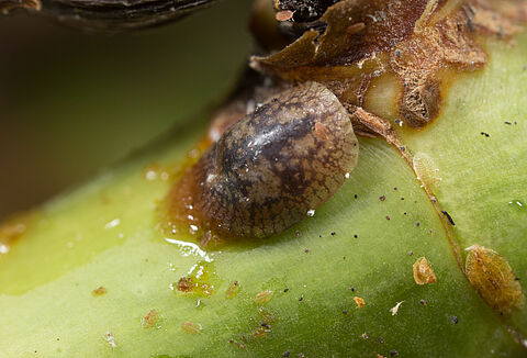 Κόκκος εσπεριδοειδών