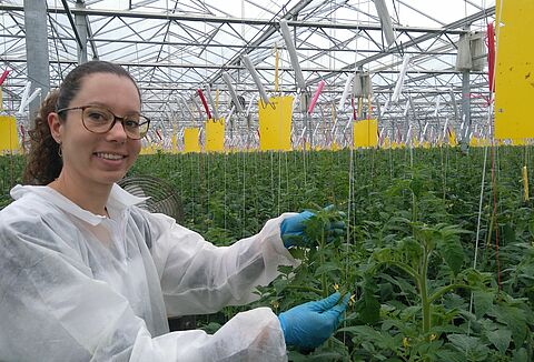 Οι νηματώδεις καθιέρωσαν λύση για το Nesidiocoris στη Γαλλία