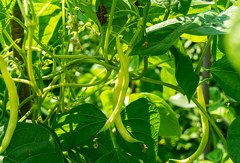 Common beans