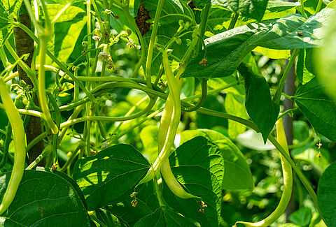 Common beans