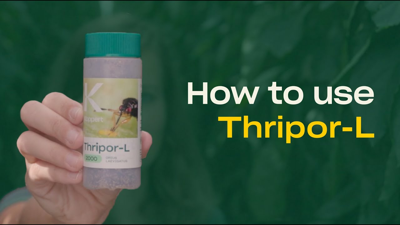 How to use Thripor-L from Koppert