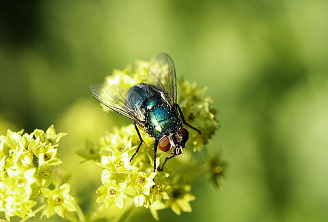 Pollination checklist Natupol Fly
