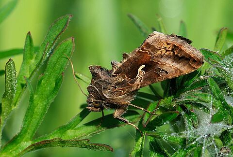 Autographa gamma