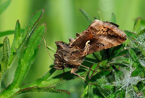 Autographa gamma