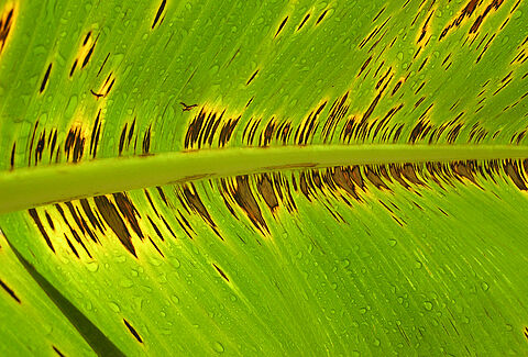 Μαύρη σιγκατόκα