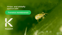 Video preview thumbnail