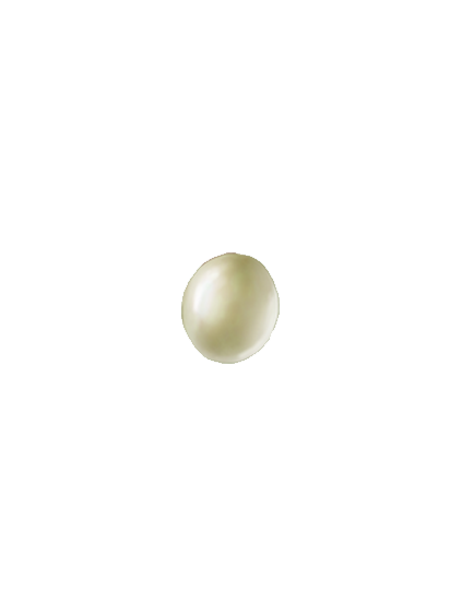 Vine weevil Otiorhynchus sulcatus egg