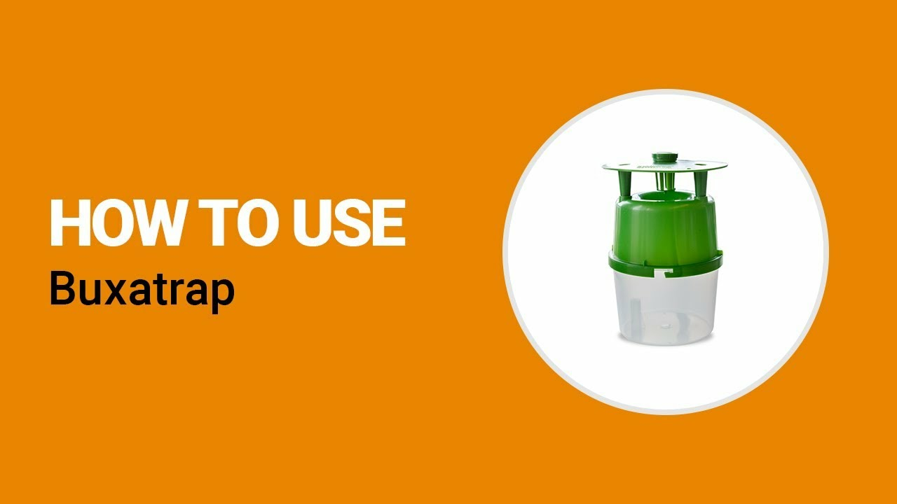How to use Buxatrap from Koppert
