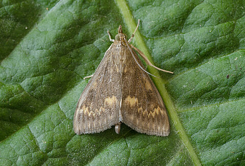 Πυραλίδα του αραβοσίτου