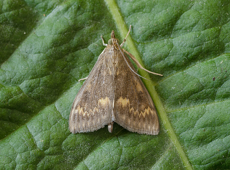 The European maize borer Ostrinia nubilalis