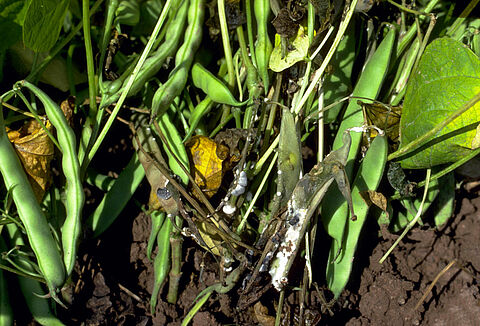 Sclerotinia sclerotiorum