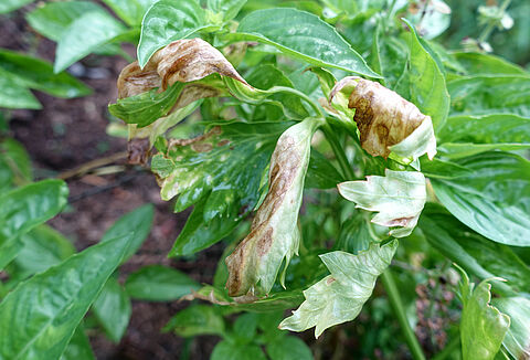Αλτερναρίωση
