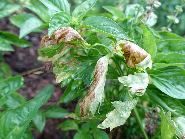 Early blight Alternaria radicina damage symptoms on celery leaves