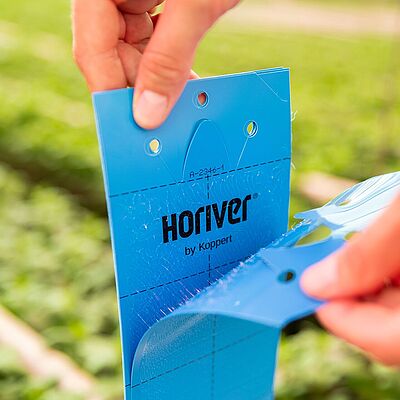 Biological thrips management starts with monitoring