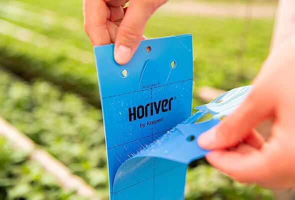 Biological thrips management starts with monitoring