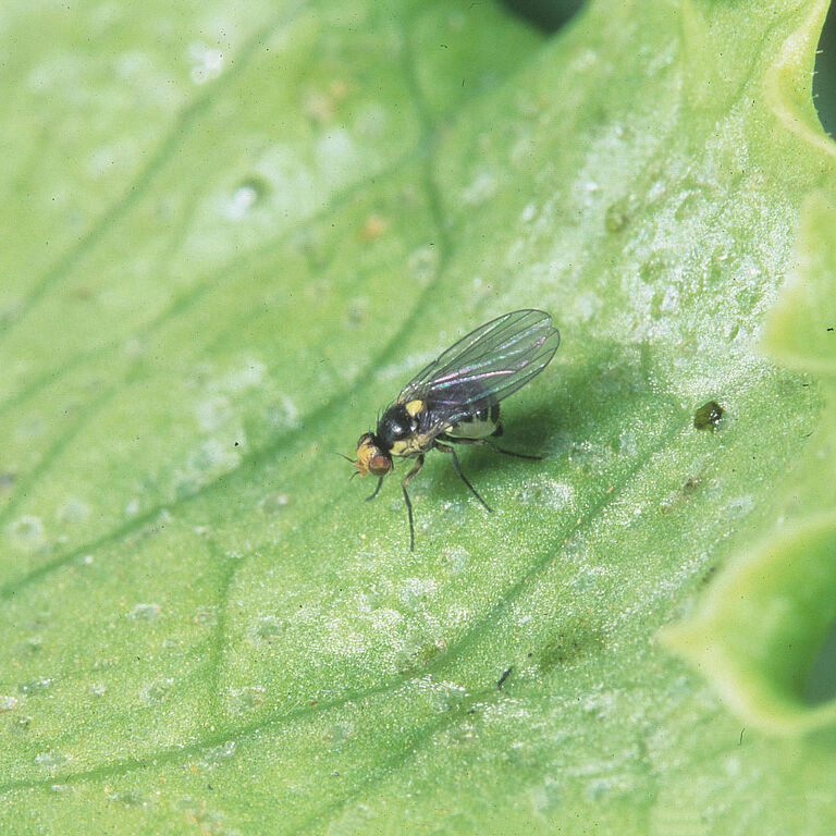 Serpentine leafminer Liriomyza huidobrensis