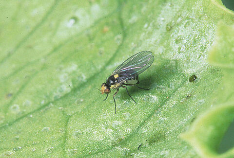 Liriomyza huidobrensis