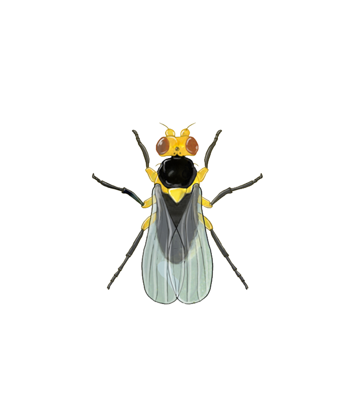Tomato leaf miner Liriomyza bryoniae adult