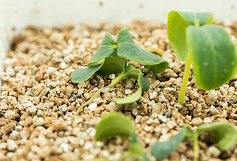 Pythium aphanidermatum