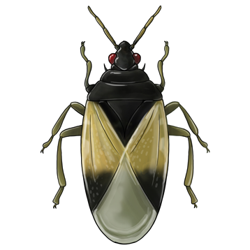 Orius laevigatus νεαρός ενήλικας