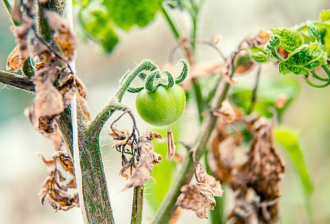 Ιός του μωσαϊκού του πεπίνου