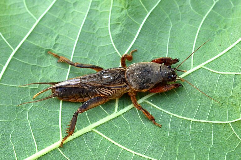 Adult form of the European mole cricket Gryllotalpa gryllotalpa
