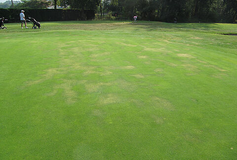 Pythium ultimum