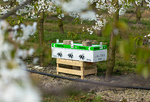 Ο οπωροκαλλιεργητής χρησιμοποιεί το Natupol Tripol για επικονίαση σε εξωτερικούς χώρους