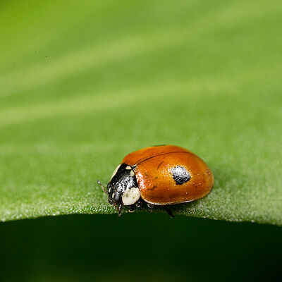 Adalia bipunctata ενήλικο στάδιο
