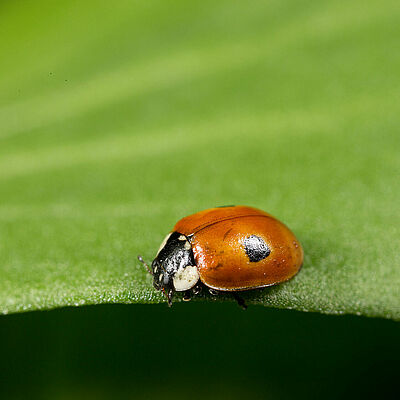Adalia bipunctata ενήλικο στάδιο