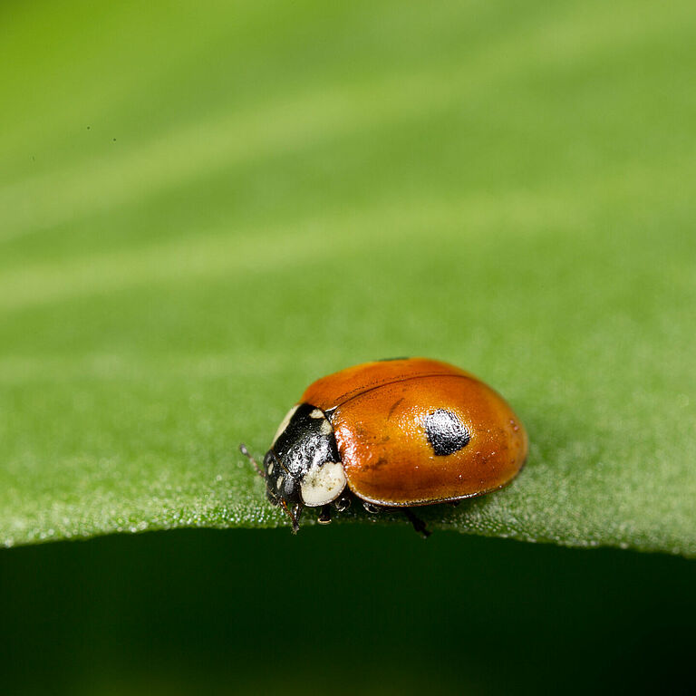 Adalia bipunctata ενήλικο στάδιο
