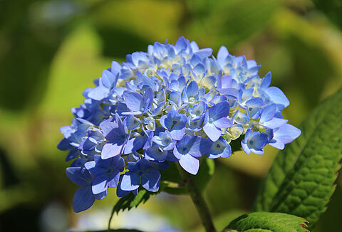 Δρεπτά άνθη