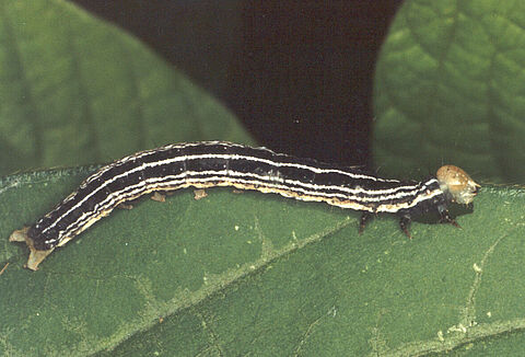 Velvetbean caterpillar