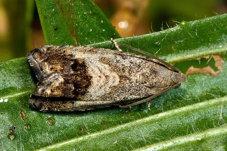 Chestnut tortrix moth Cydia splendana