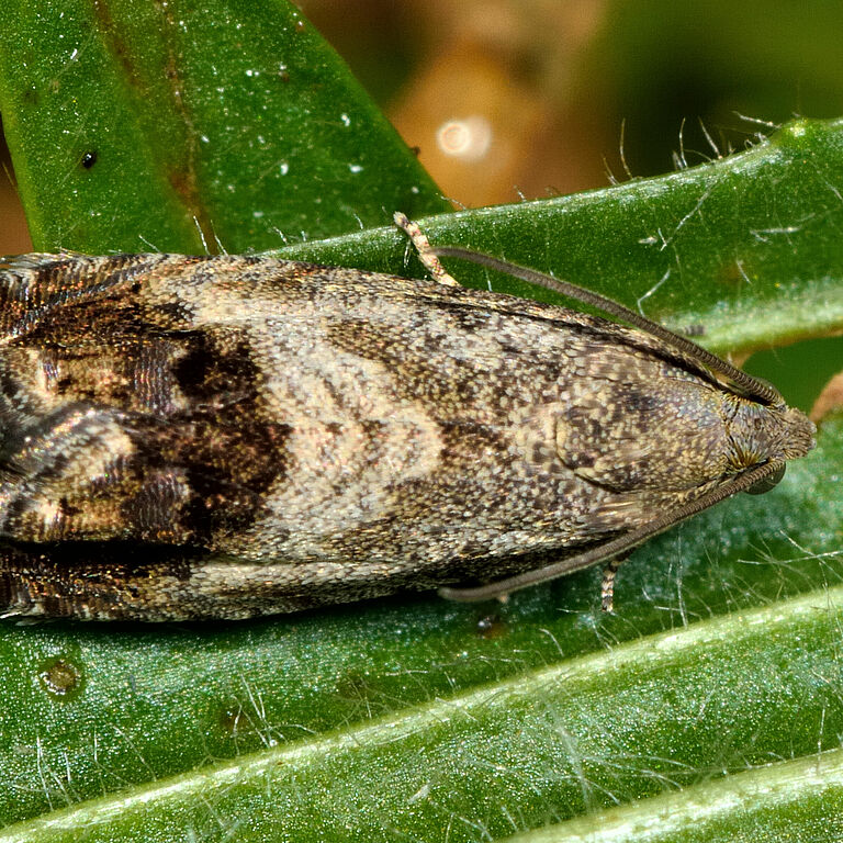Chestnut tortrix moth Cydia splendana