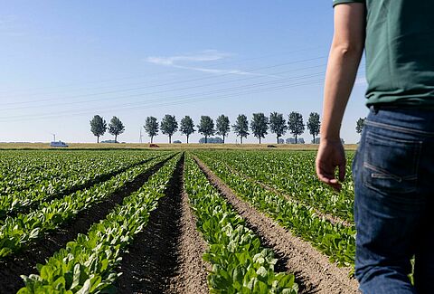 Grower Koen - Αγκαλιάζοντας τη βιολογική φυτοπροστασία στη γεωργία