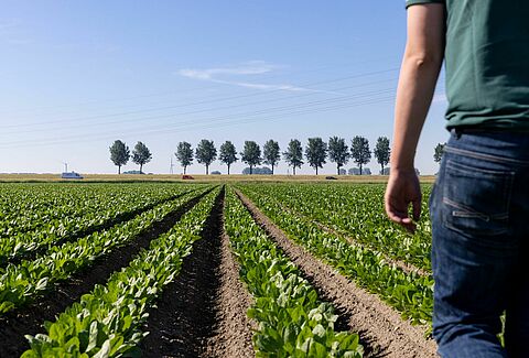 Grower Koen - Αγκαλιάζοντας τη βιολογική φυτοπροστασία στη γεωργία