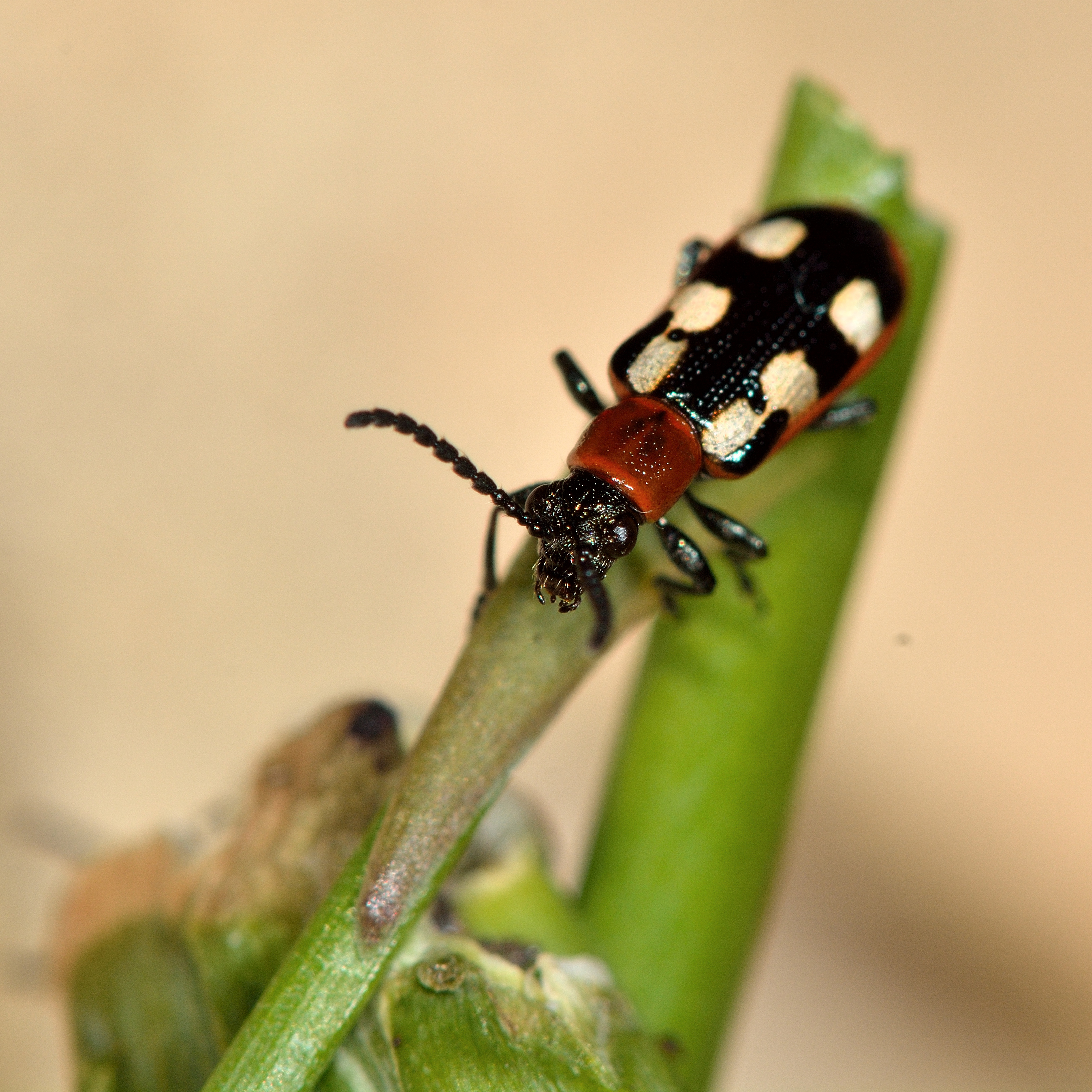 Asparagus beetle Crioceris asparagi Adult Beetle