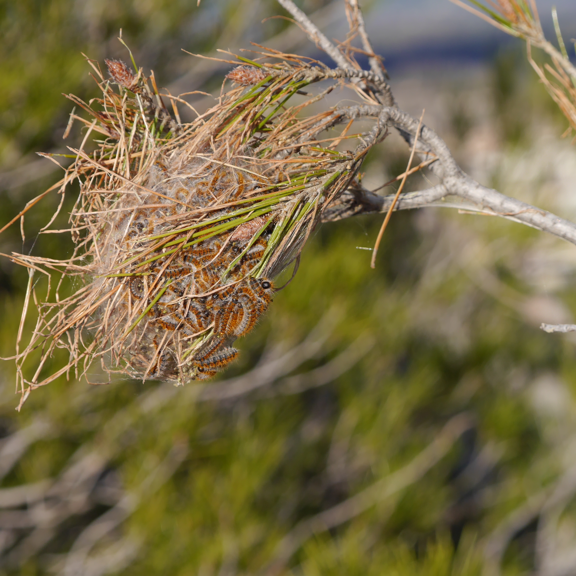 Κάμπια των πεύκων