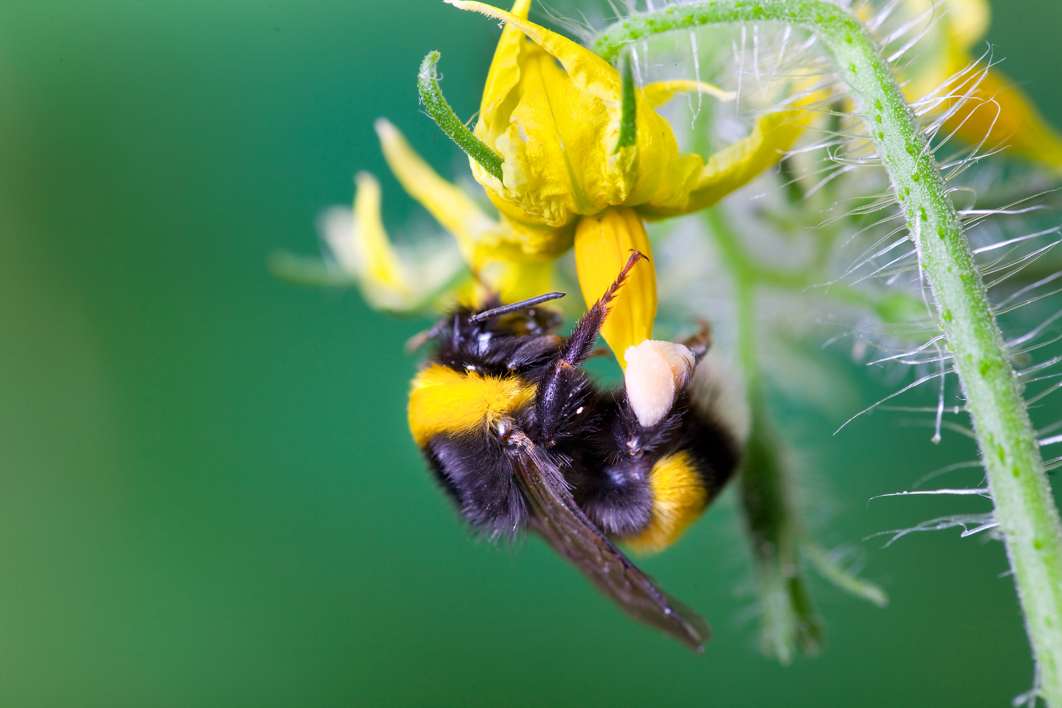 Pollination checklist Tomato