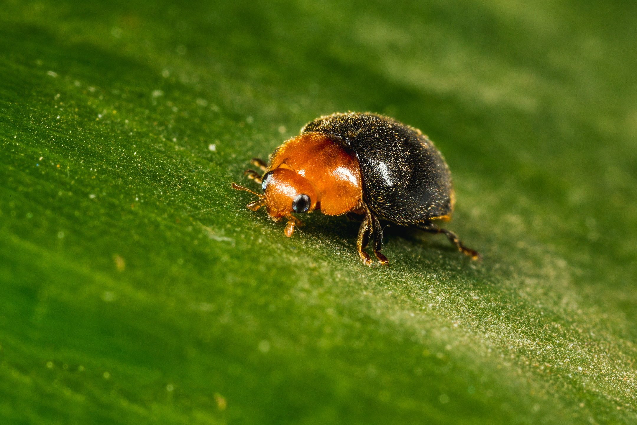 Crypolaemus montrouzeri ενήλικο στάδιο